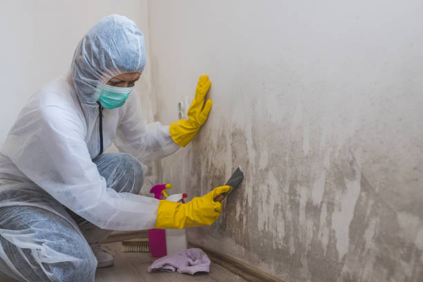 Best Real Estate Mold Inspection  in Absecon Highlands, NJ