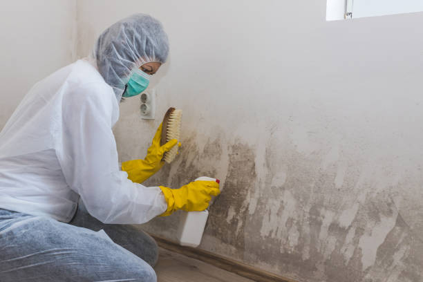 Best Mold Damage Restoration  in Absecon Highlands, NJ