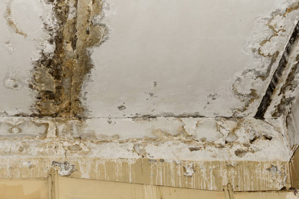  Absecon Highlands, NJ Mold Removal Pros