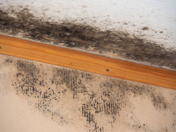 Best Real Estate Mold Inspection  in Absecon Highlands, NJ