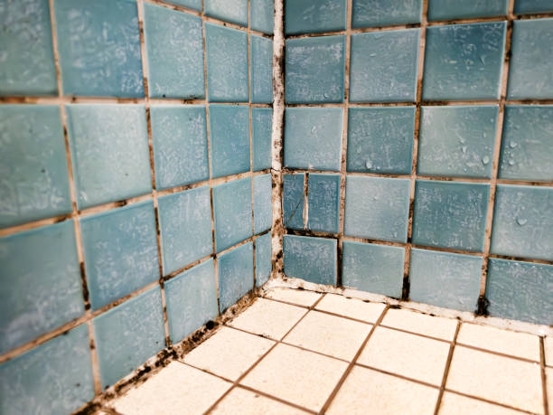 Best Mold Odor Removal Services  in Absecon Highlands, NJ