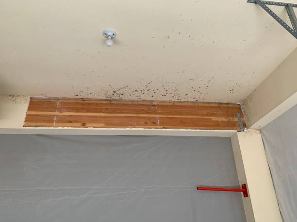Best Crawl Space Mold Remediation  in Absecon Highlands, NJ