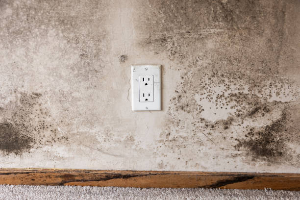 Best Post-Remediation Verification Testing  in Absecon Highlands, NJ