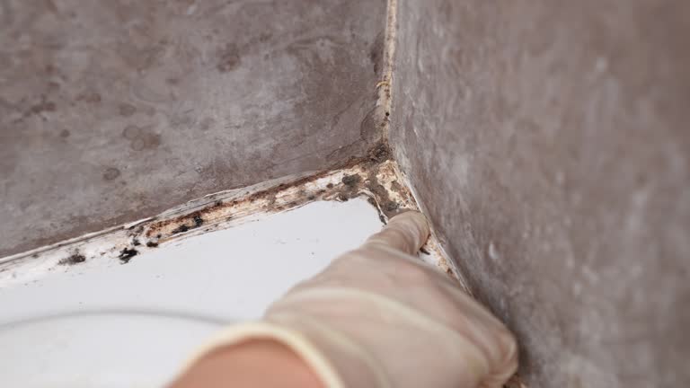 Best Biohazard Mold Removal  in Absecon Highlands, NJ