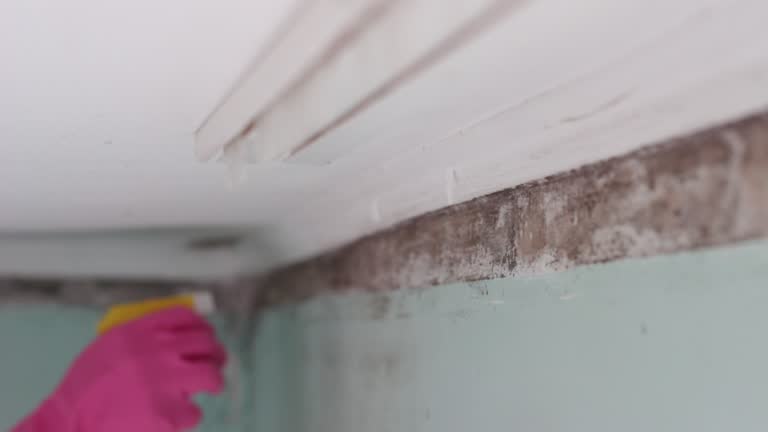 Best Airborne Mold Testing  in Absecon Highlands, NJ